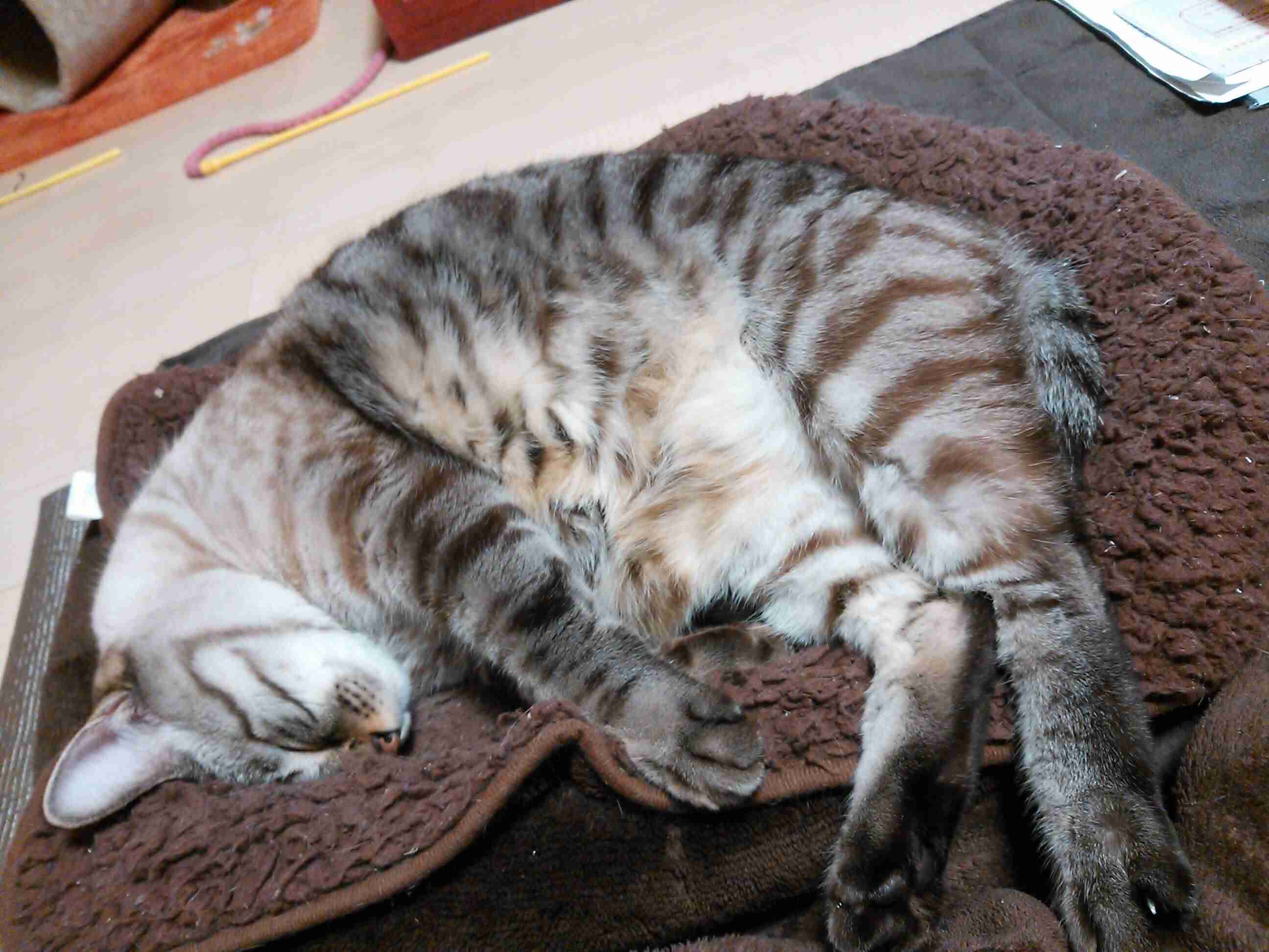 色んな「ごめん寝」画像で癒されるトピ