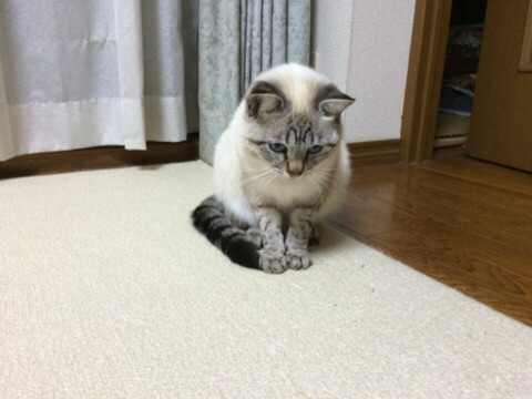 色んな「ごめん寝」画像で癒されるトピ