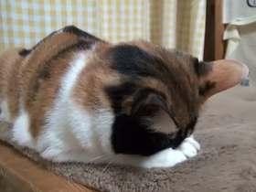 色んな「ごめん寝」画像で癒されるトピ