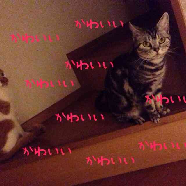 色んな「ごめん寝」画像で癒されるトピ