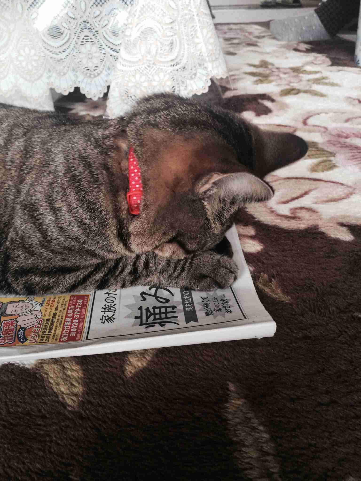 色んな「ごめん寝」画像で癒されるトピ