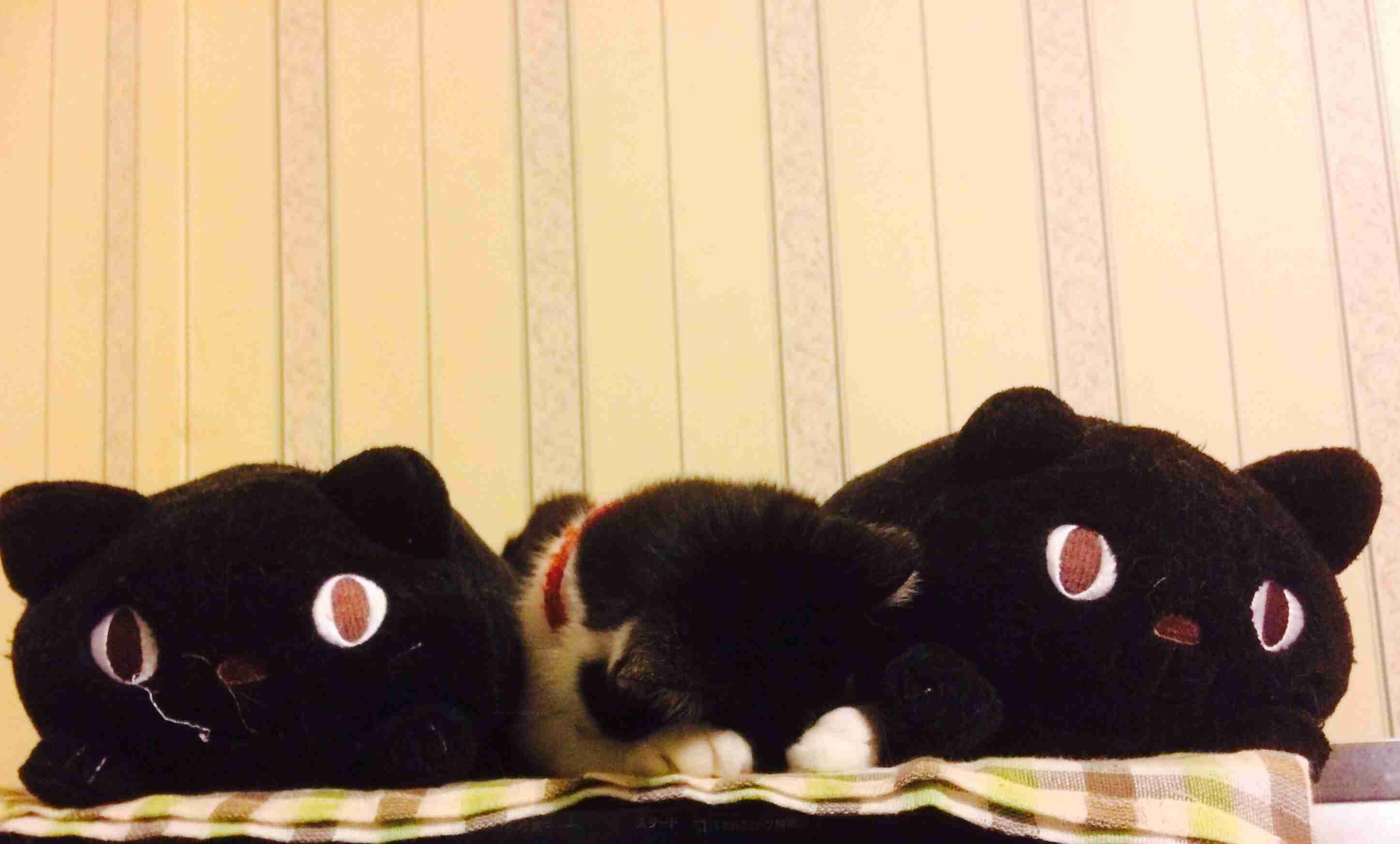 色んな「ごめん寝」画像で癒されるトピ