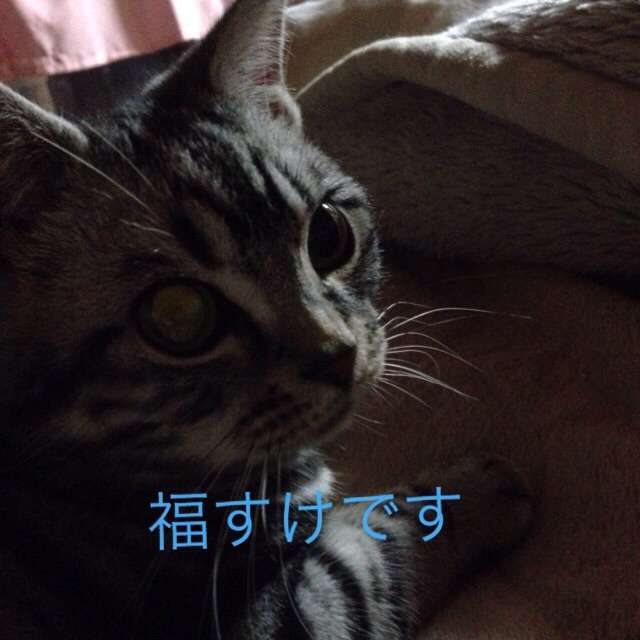色んな「ごめん寝」画像で癒されるトピ