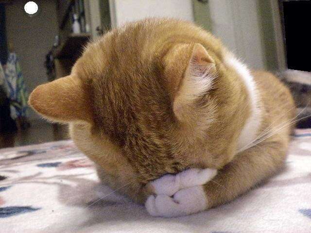 色んな「ごめん寝」画像で癒されるトピ