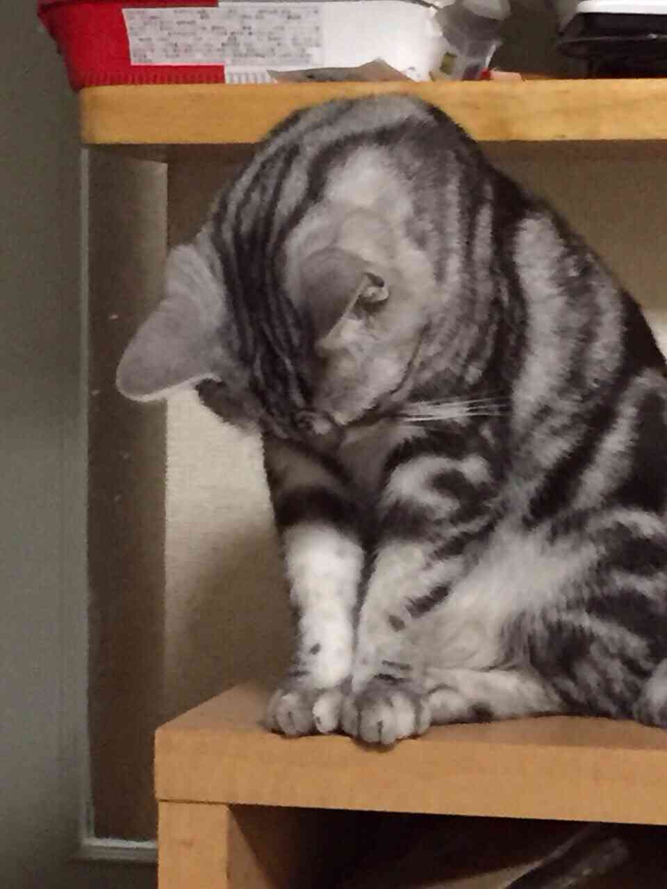 色んな「ごめん寝」画像で癒されるトピ
