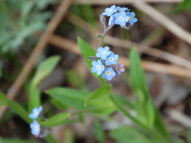 ちいさい春見つけた ~2015.春~