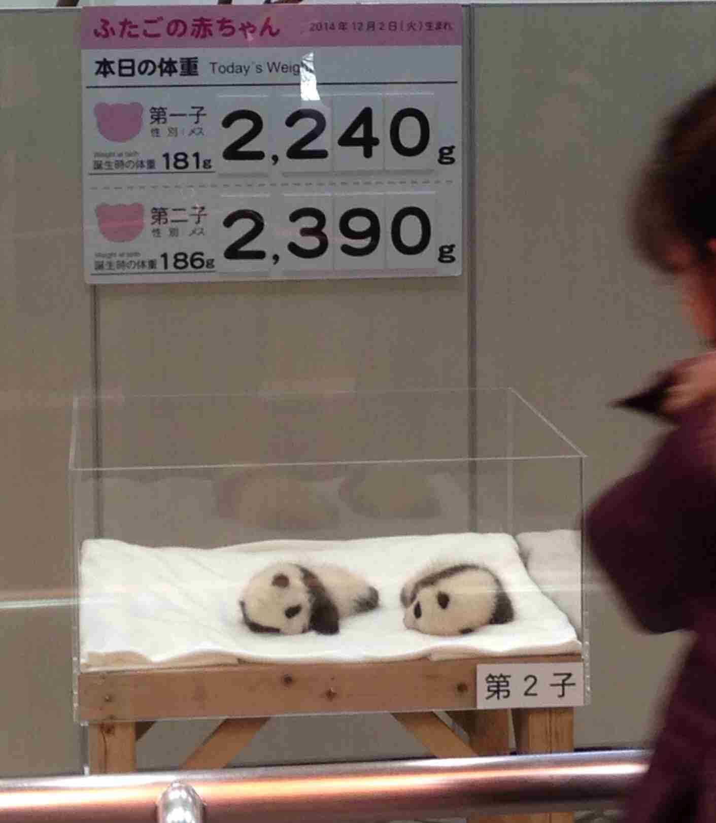 双子パンダ、すくすく成長　和歌山で「ひな祭り」