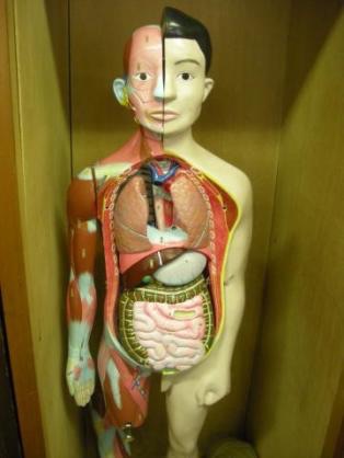 小学校あるある