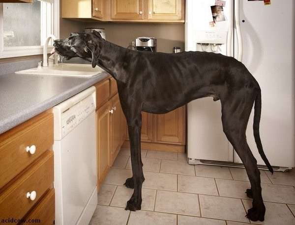 世界最大の番犬「ピットブル」がデカすぎる 17ヶ月でこの大きさ