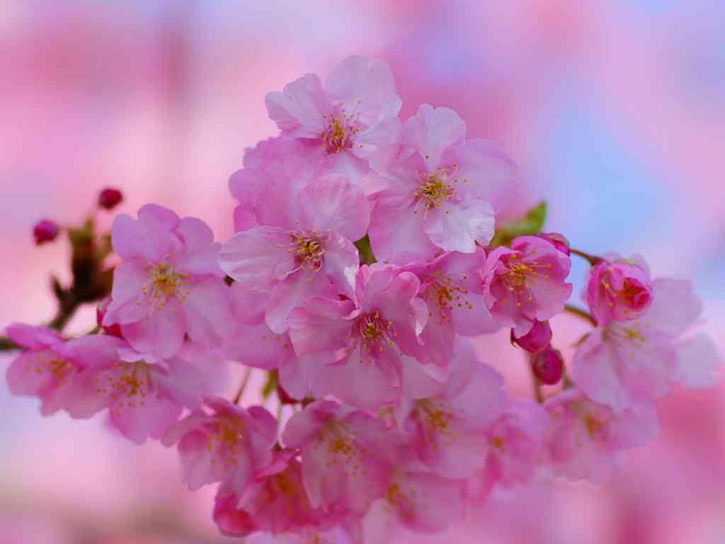 【虫嫌い閲覧注意】 世界初！「まっくろくろすけ」の実物をカメラが鮮明にとらえた！