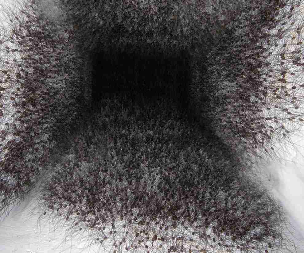 【虫嫌い閲覧注意】 世界初！「まっくろくろすけ」の実物をカメラが鮮明にとらえた！