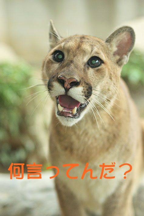 【下ネタ注意】営む時の声どのくらい出しますか？