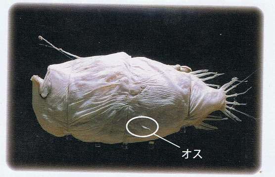 彼氏・旦那さんより体重が重い人