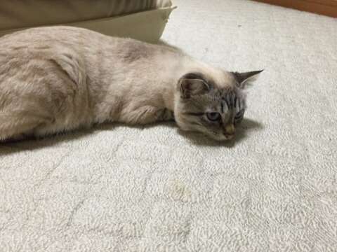 【画像】ネコが選択を間違えた瞬間www