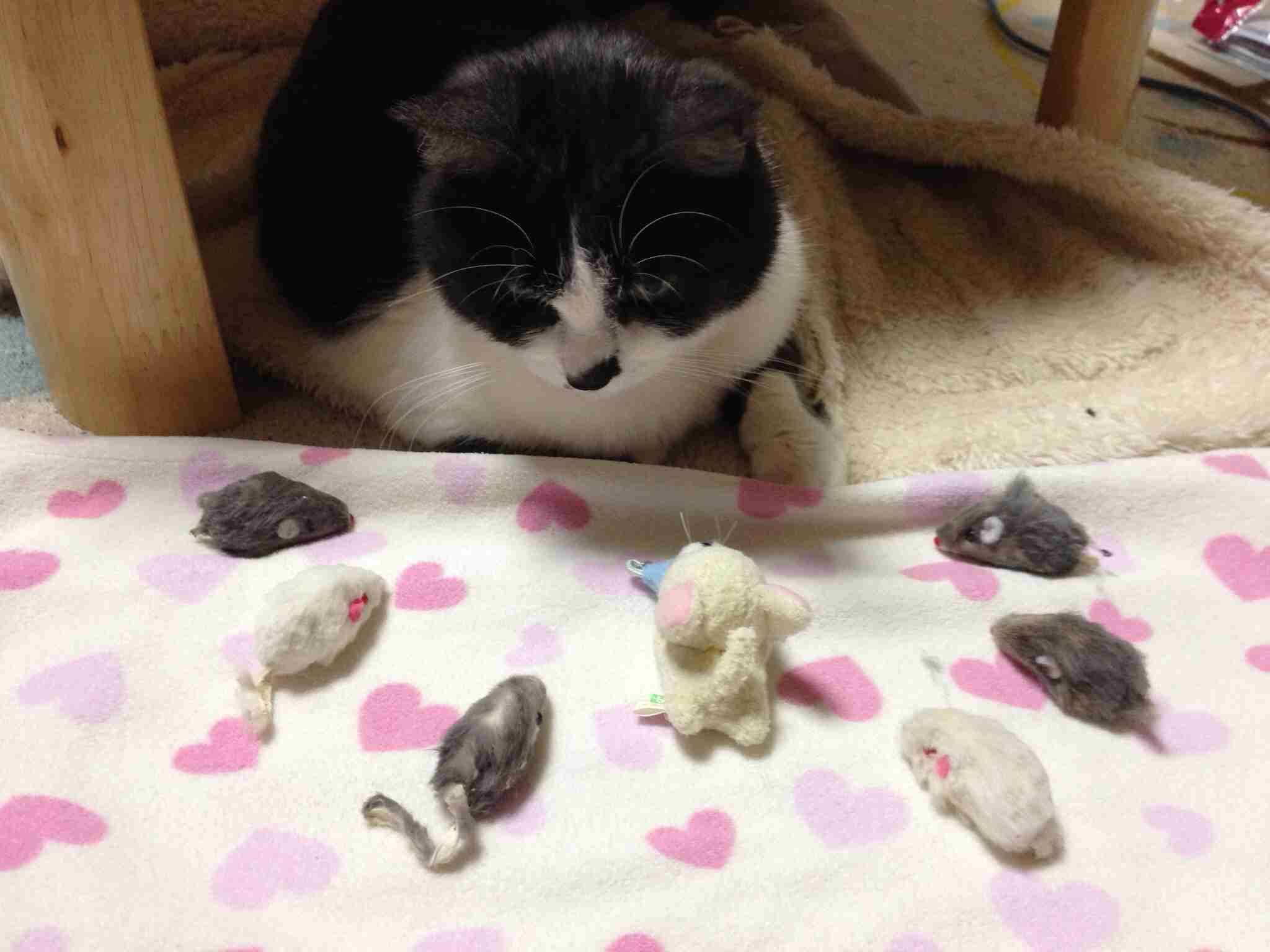 【画像】ネコが選択を間違えた瞬間www