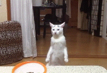 【画像】ネコが選択を間違えた瞬間www