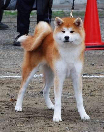 色々な犬種の画像トピ