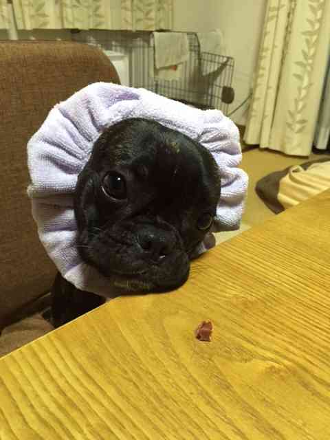 色々な犬種の画像トピ