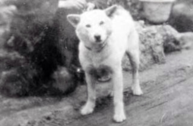 色々な犬種の画像トピ