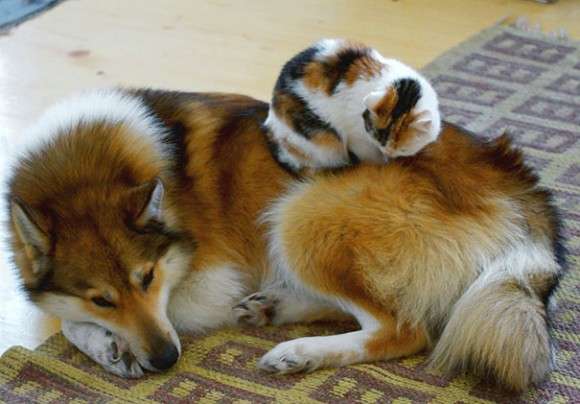 色々な犬種の画像トピ