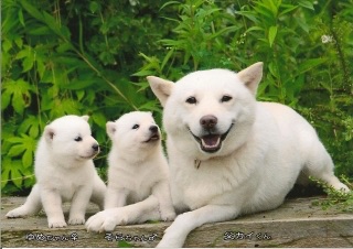 色々な犬種の画像トピ