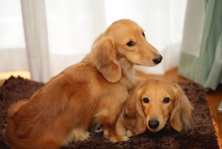 色々な犬種の画像トピ