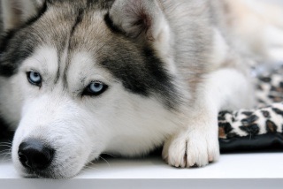 色々な犬種の画像トピ