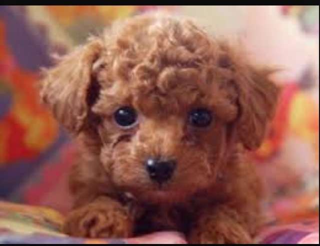色々な犬種の画像トピ