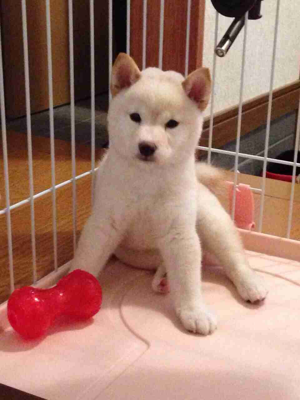 色々な犬種の画像トピ