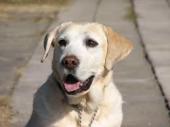 色々な犬種の画像トピ
