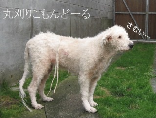 色々な犬種の画像トピ