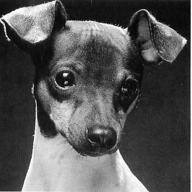 色々な犬種の画像トピ