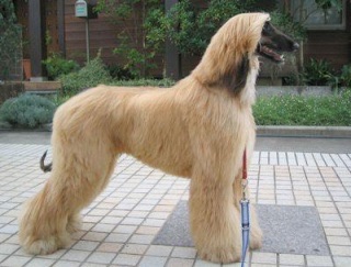色々な犬種の画像トピ