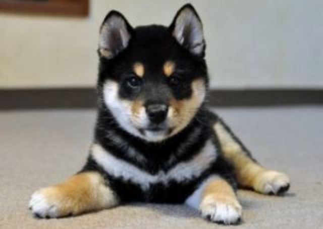 色々な犬種の画像トピ