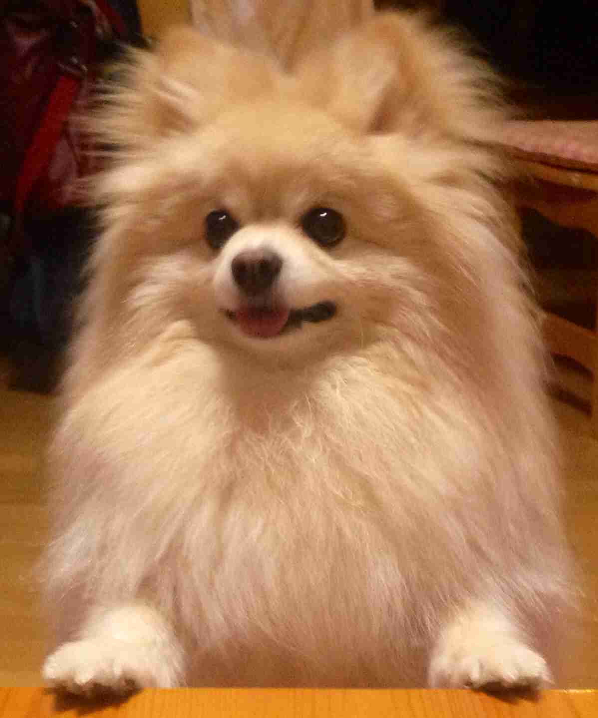 色々な犬種の画像トピ
