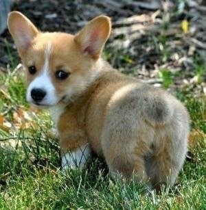 色々な犬種の画像トピ