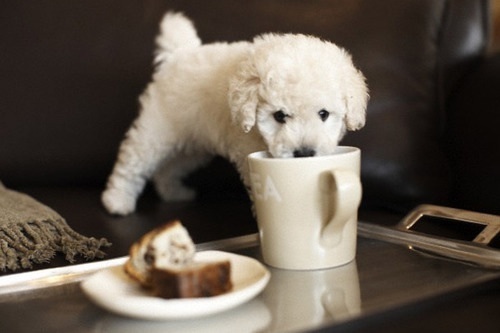 色々な犬種の画像トピ