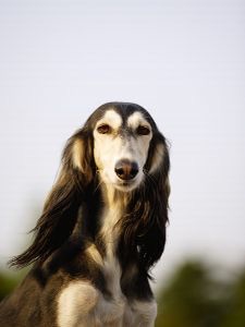 色々な犬種の画像トピ
