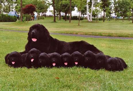 色々な犬種の画像トピ