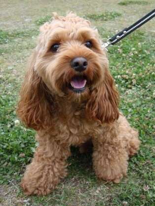 色々な犬種の画像トピ