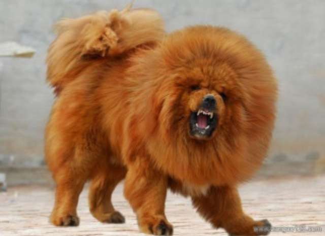 色々な犬種の画像トピ