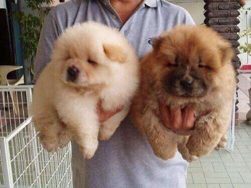 色々な犬種の画像トピ