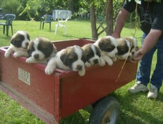 色々な犬種の画像トピ