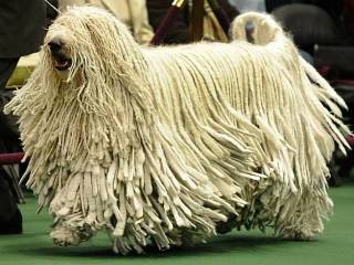 色々な犬種の画像トピ