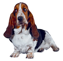 色々な犬種の画像トピ