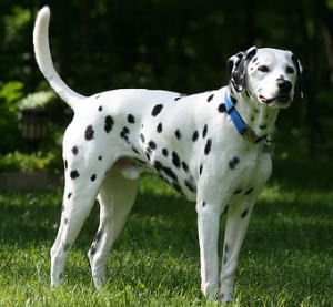 色々な犬種の画像トピ
