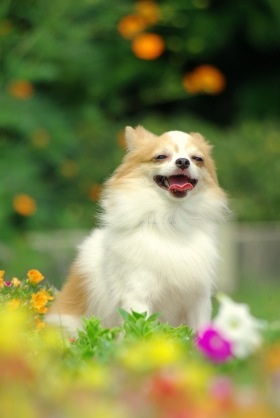 色々な犬種の画像トピ