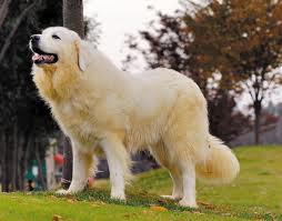 色々な犬種の画像トピ
