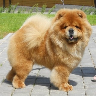 色々な犬種の画像トピ