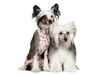 色々な犬種の画像トピ